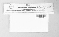 Ceratostoma subpilosum image